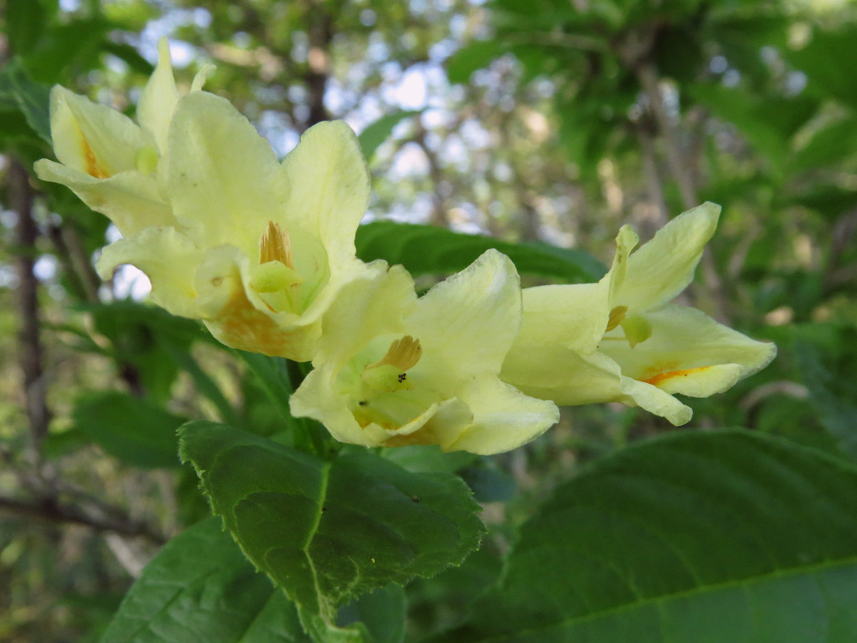 Image of Weigela middendorffiana specimen.