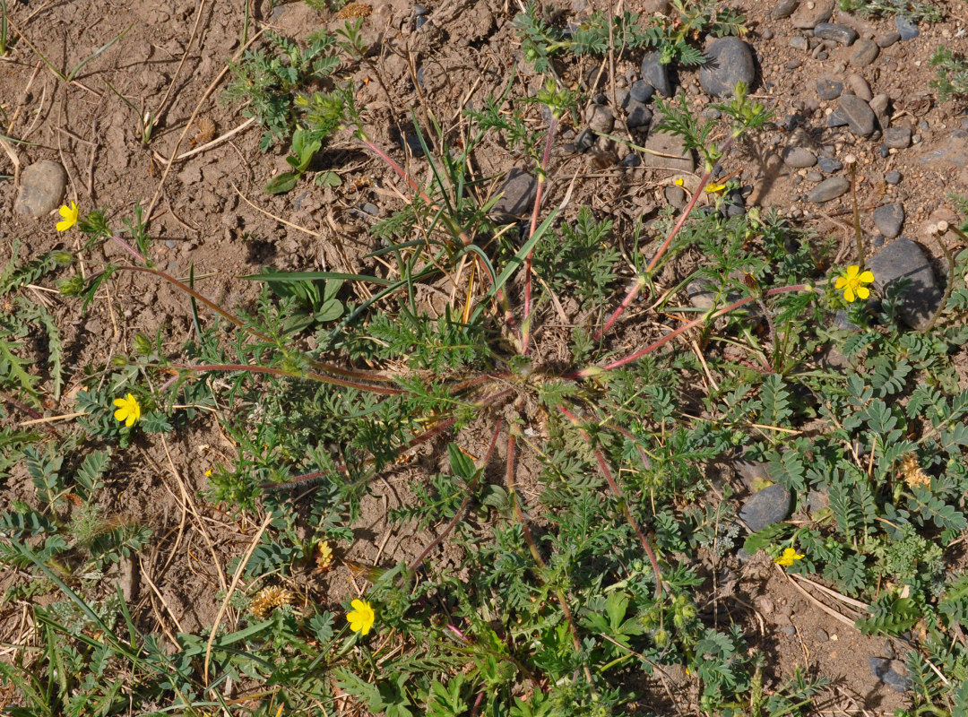 Image of Potentilla conferta specimen.