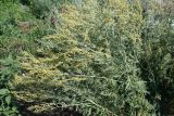 Artemisia absinthium. Верхушки цветущего растения. Восточный Казахстан, Уланский р-н, окр. с. Украинка, луг. 21.07.2008.