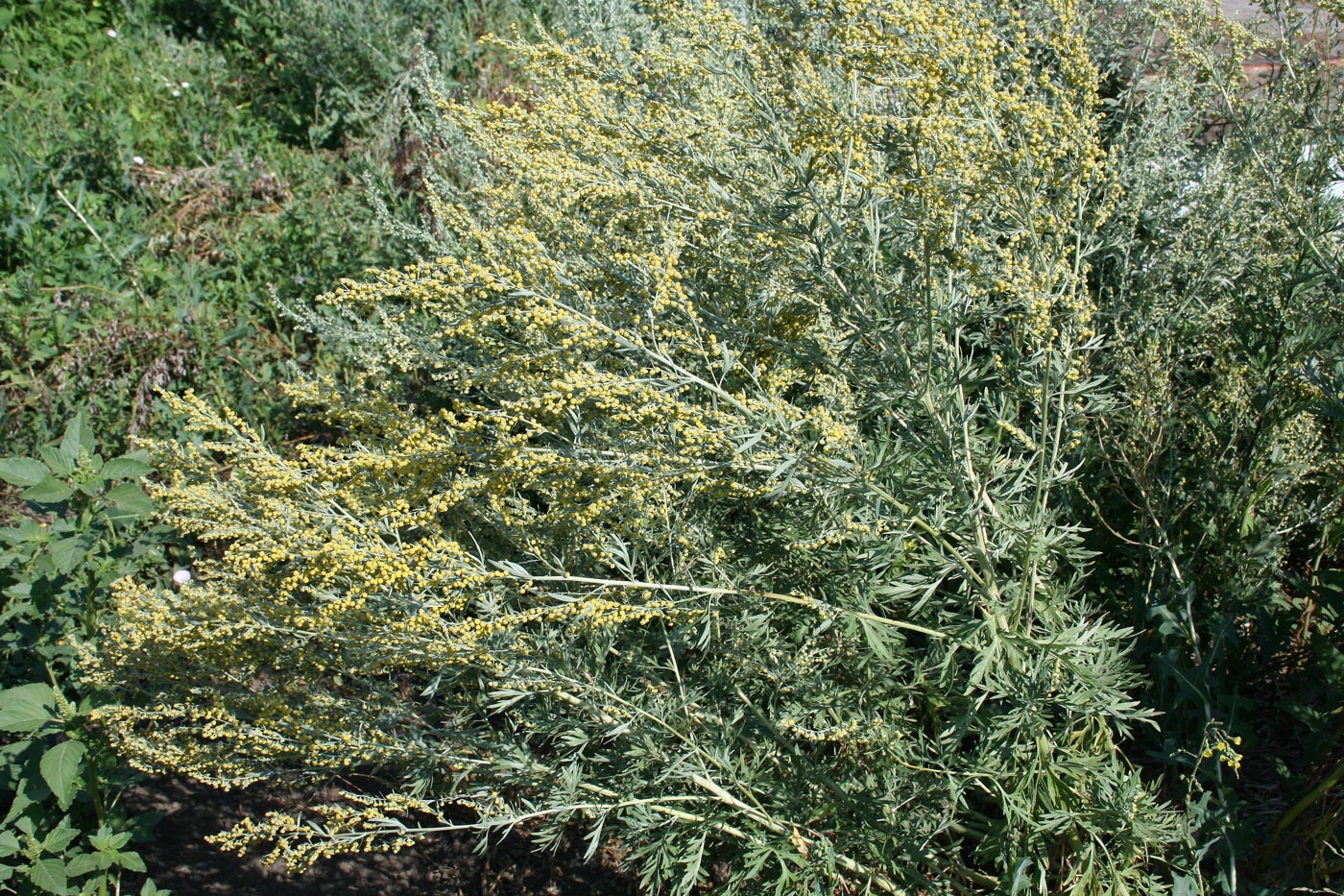 Image of Artemisia absinthium specimen.