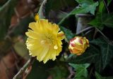 Opuntia discata