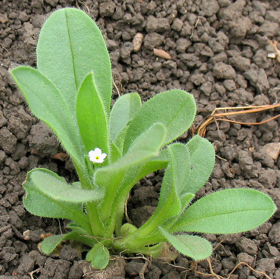 Image of Myosotis sparsiflora specimen.