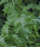 Sisymbrium loeselii. Лист в средней части побега. Пермский край, г. Пермь, Кировский р-н, газон у жилого дома. 20.06.2017.