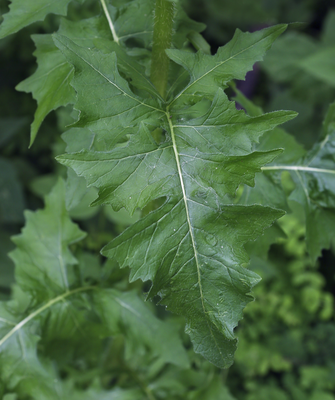 Image of Sisymbrium loeselii specimen.