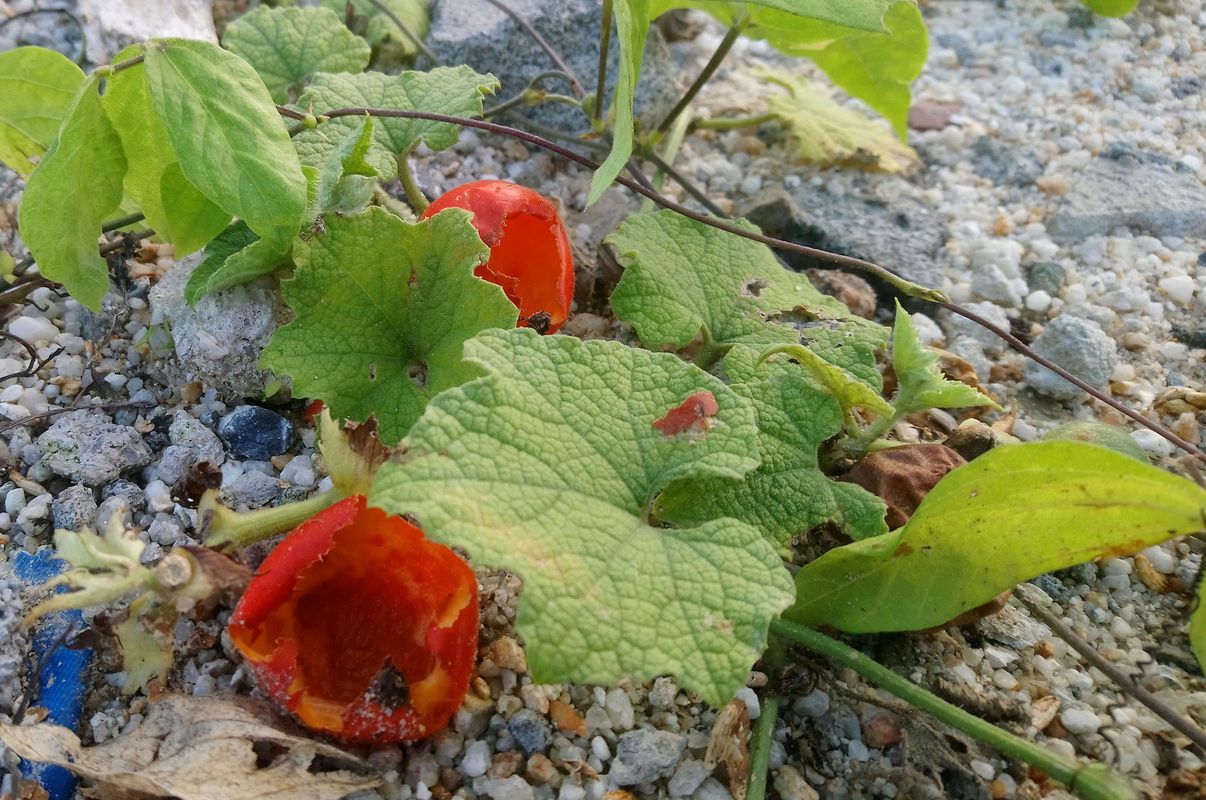 Image of familia Cucurbitaceae specimen.