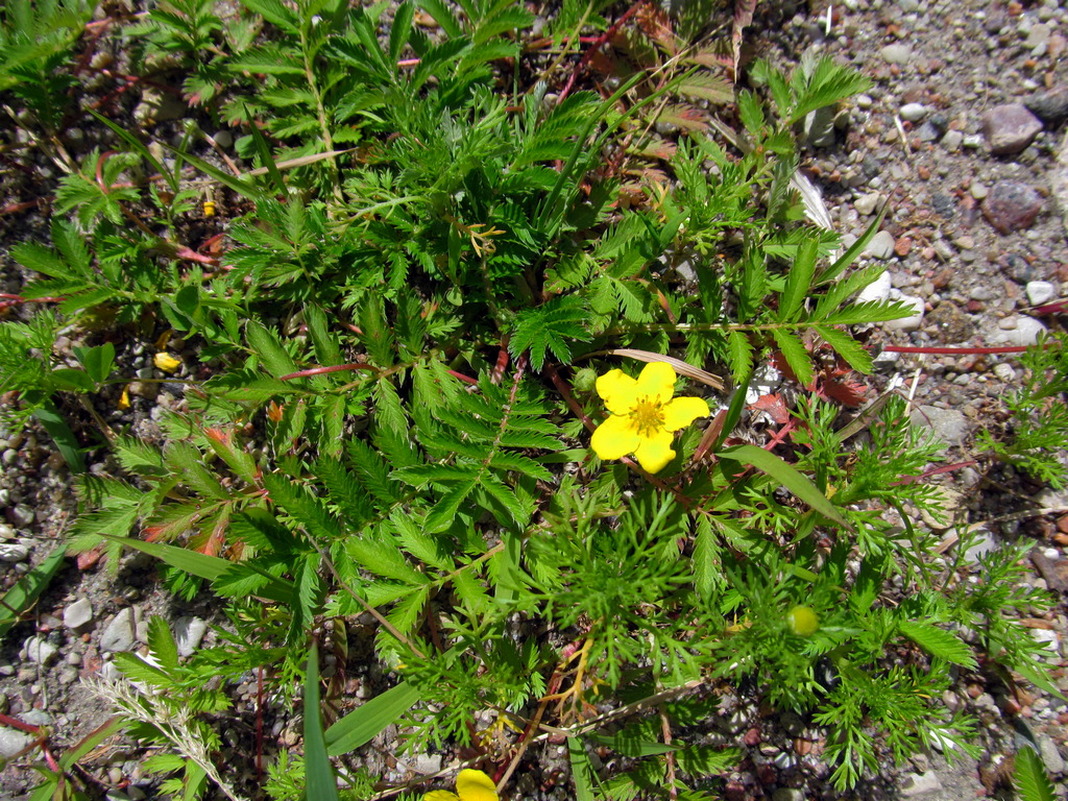 Image of Potentilla anserina specimen.