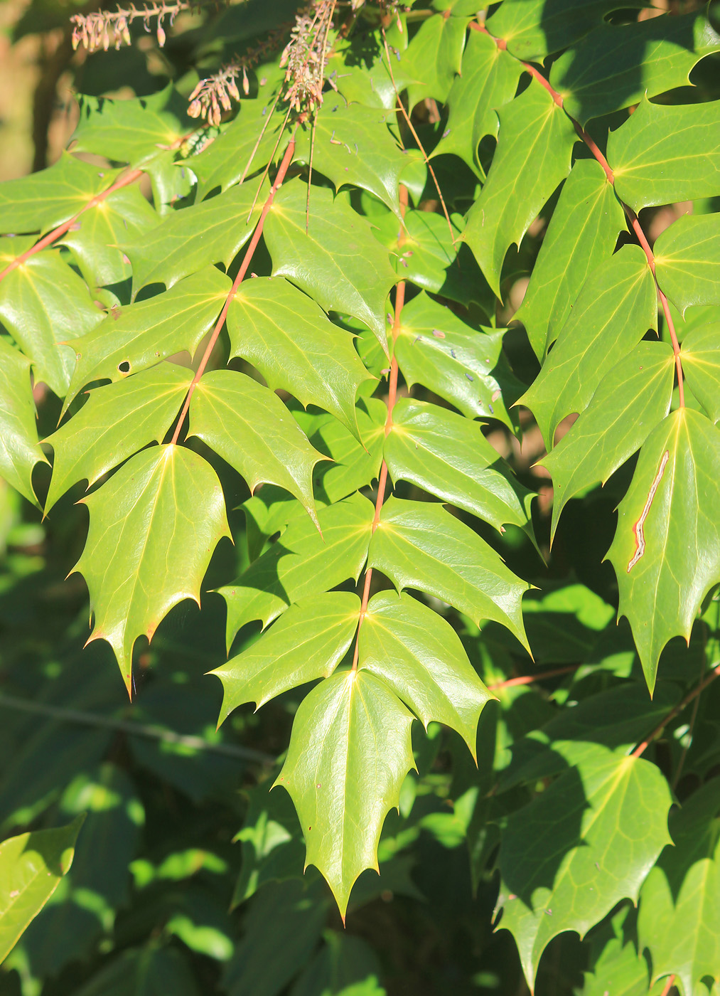 Image of Mahonia japonica specimen.