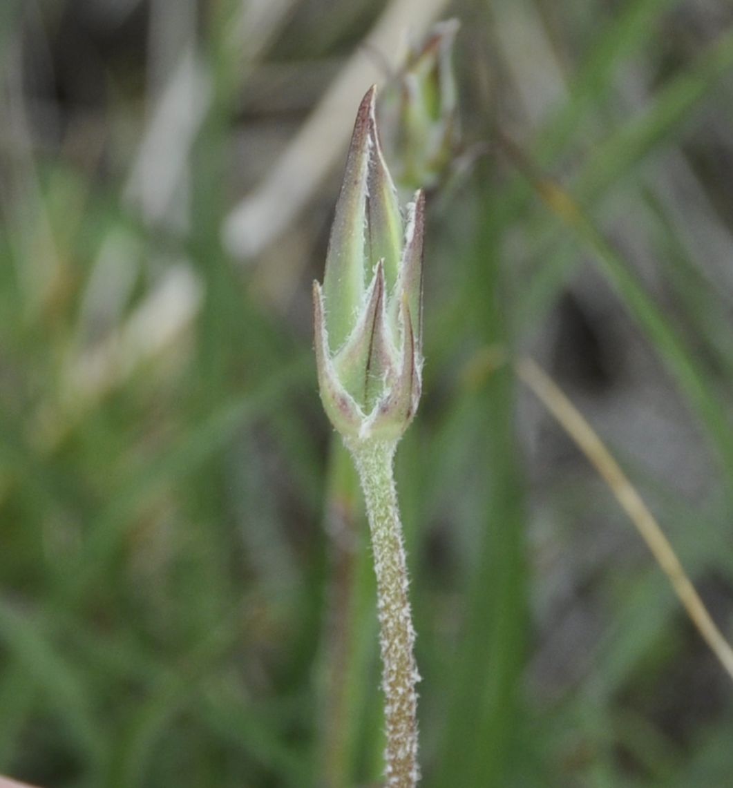 Image of genus Scorzonera specimen.