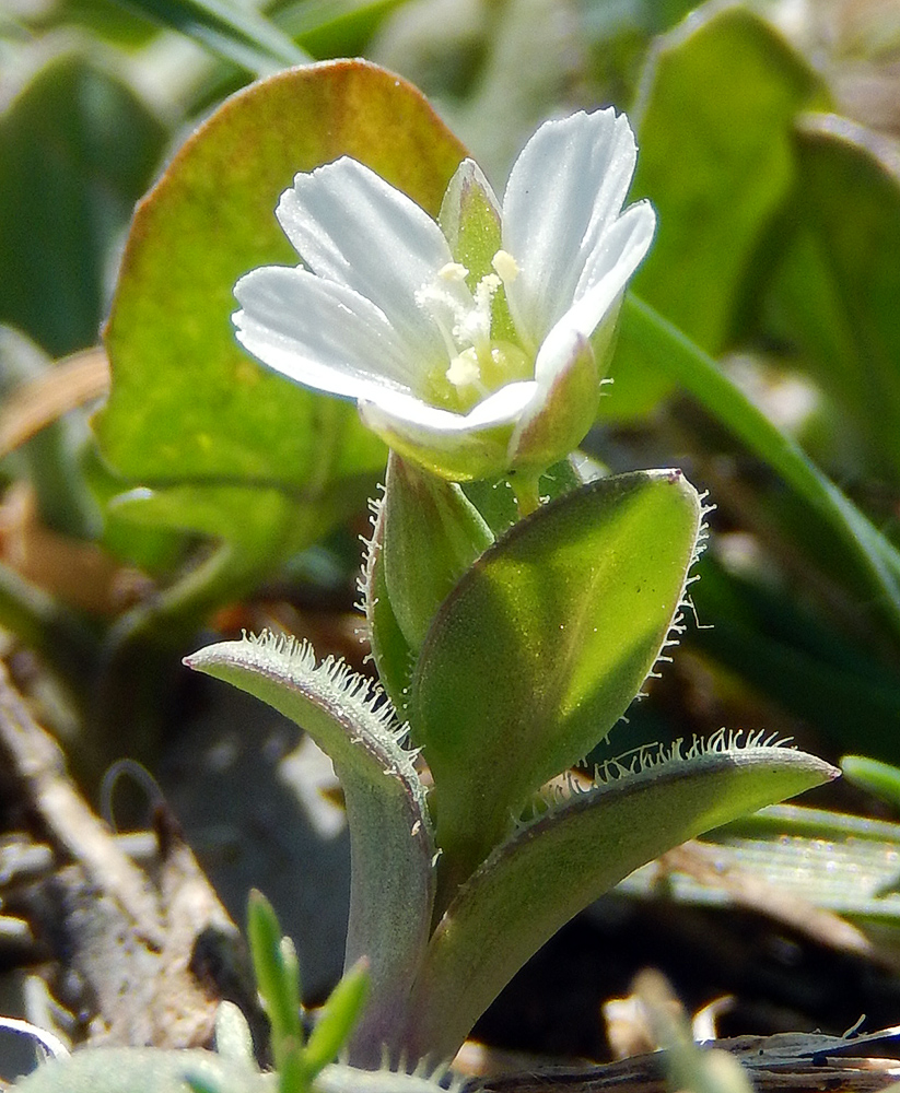 Image of Holosteum umbellatum specimen.