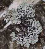 Hypogymnia physodes