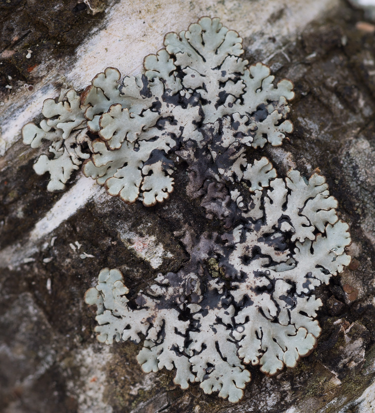 Image of Hypogymnia physodes specimen.