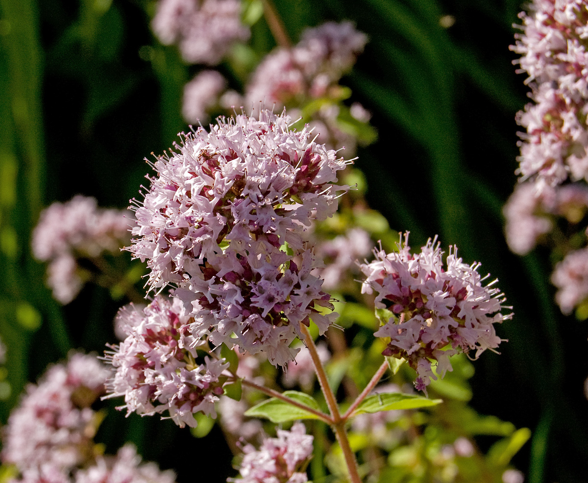 Изображение особи Origanum vulgare.