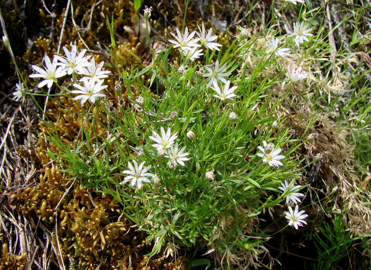 Изображение особи Stellaria longifolia.