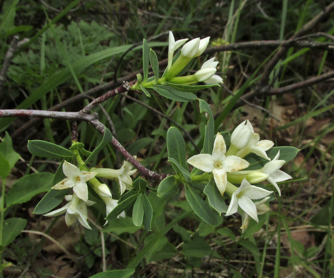 Image of Daphne taurica specimen.