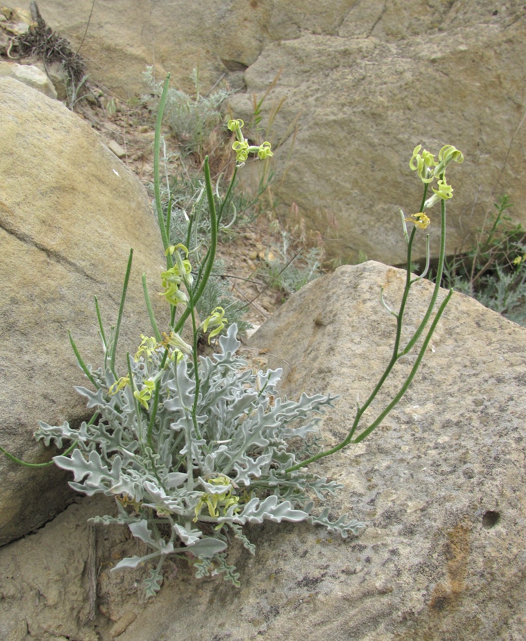 Image of Matthiola daghestanica specimen.