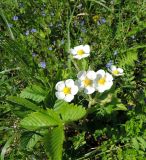 Fragaria moschata