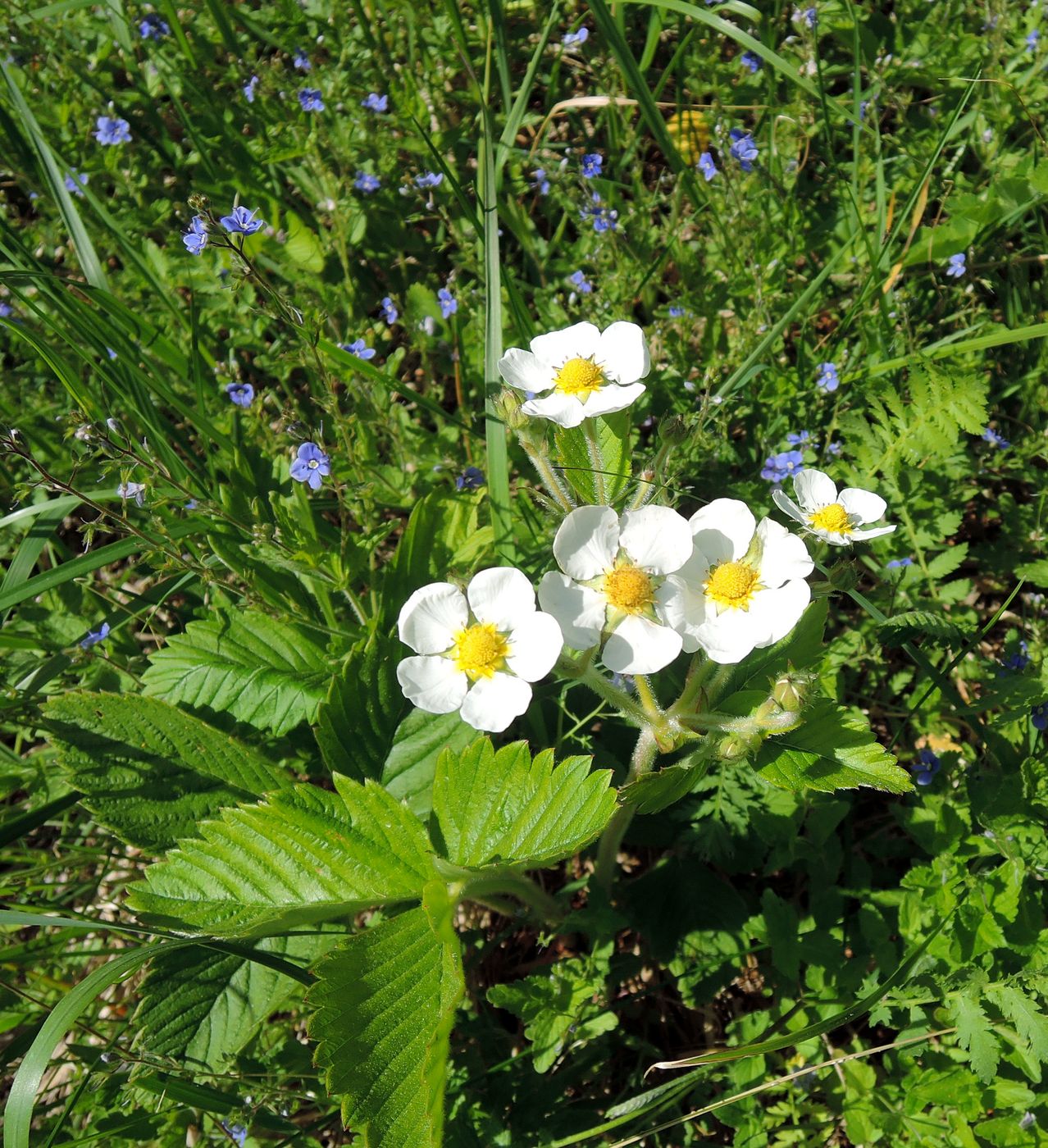 Изображение особи Fragaria moschata.