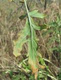 Phlomoides laciniata. Часть листа, поражённого ржавчинным грибом (вид снизу). Дагестан, окр. г. Избербаш, луг. 13.05.2018.