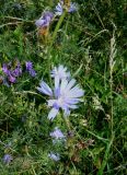 Cichorium intybus