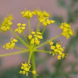 Ferula ovina. Соцветие. Кыргызстан, Чуйская обл., каньон Конорчек, 1550 м н.у.м, поросшая кустарниками осыпь по обочинам дороги перед выходом из каньона в р-не Красного моста. 19.05.2018.