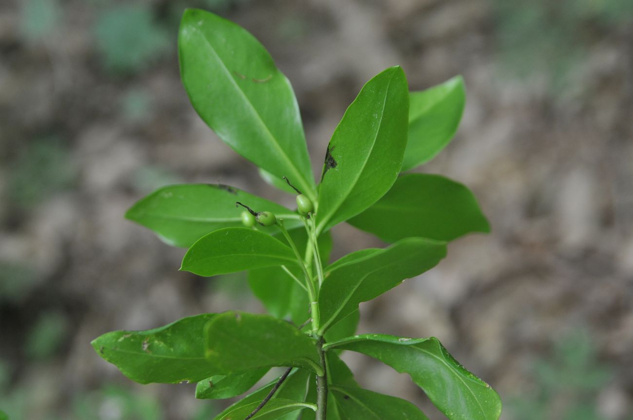 Image of Daphne pontica specimen.