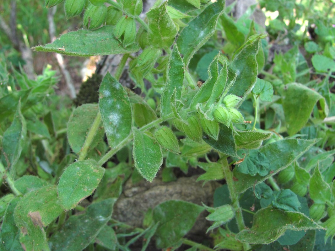 Изображение особи Nonea flavescens.