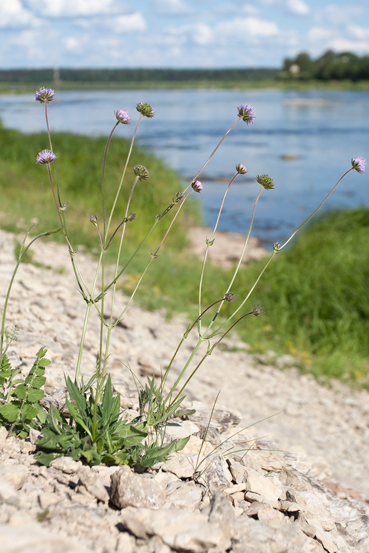 Image of Knautia arvensis specimen.