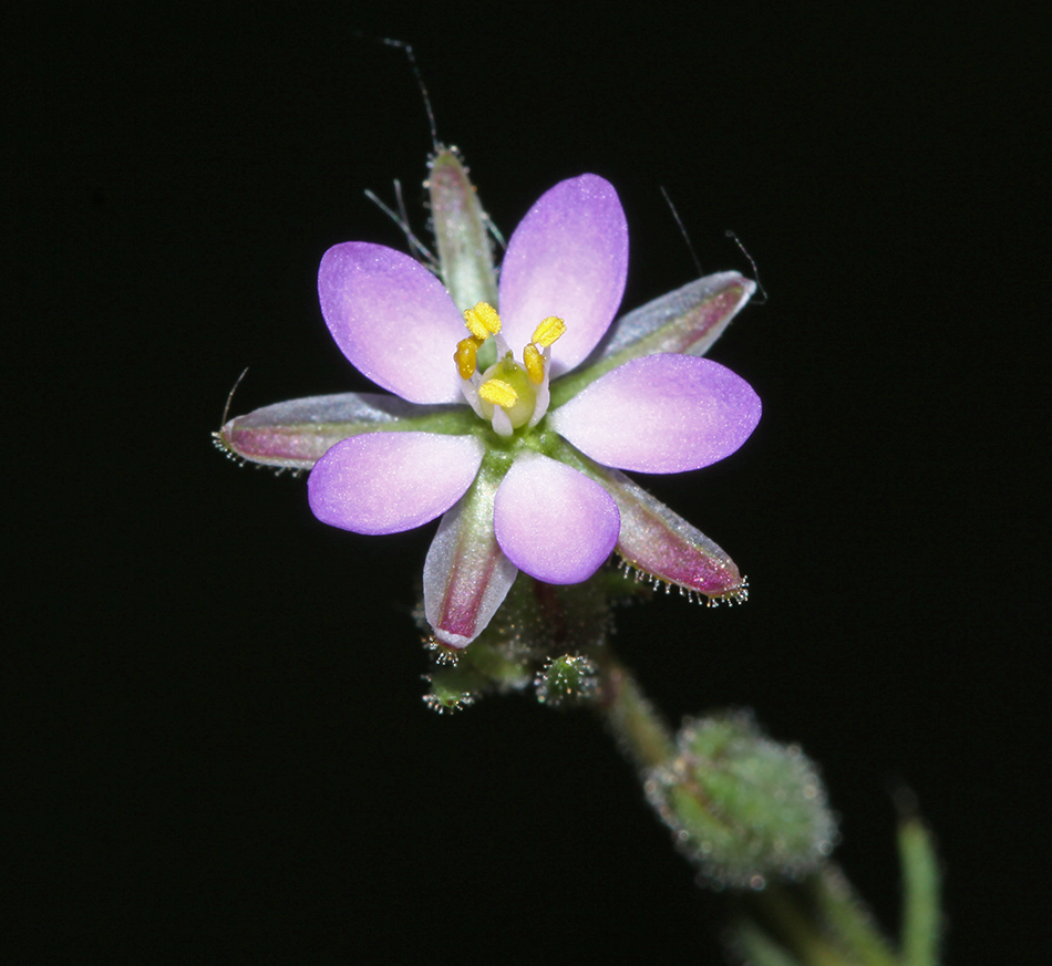 Image of Spergularia rubra specimen.