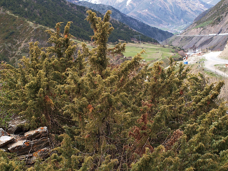 Image of Juniperus oblonga specimen.