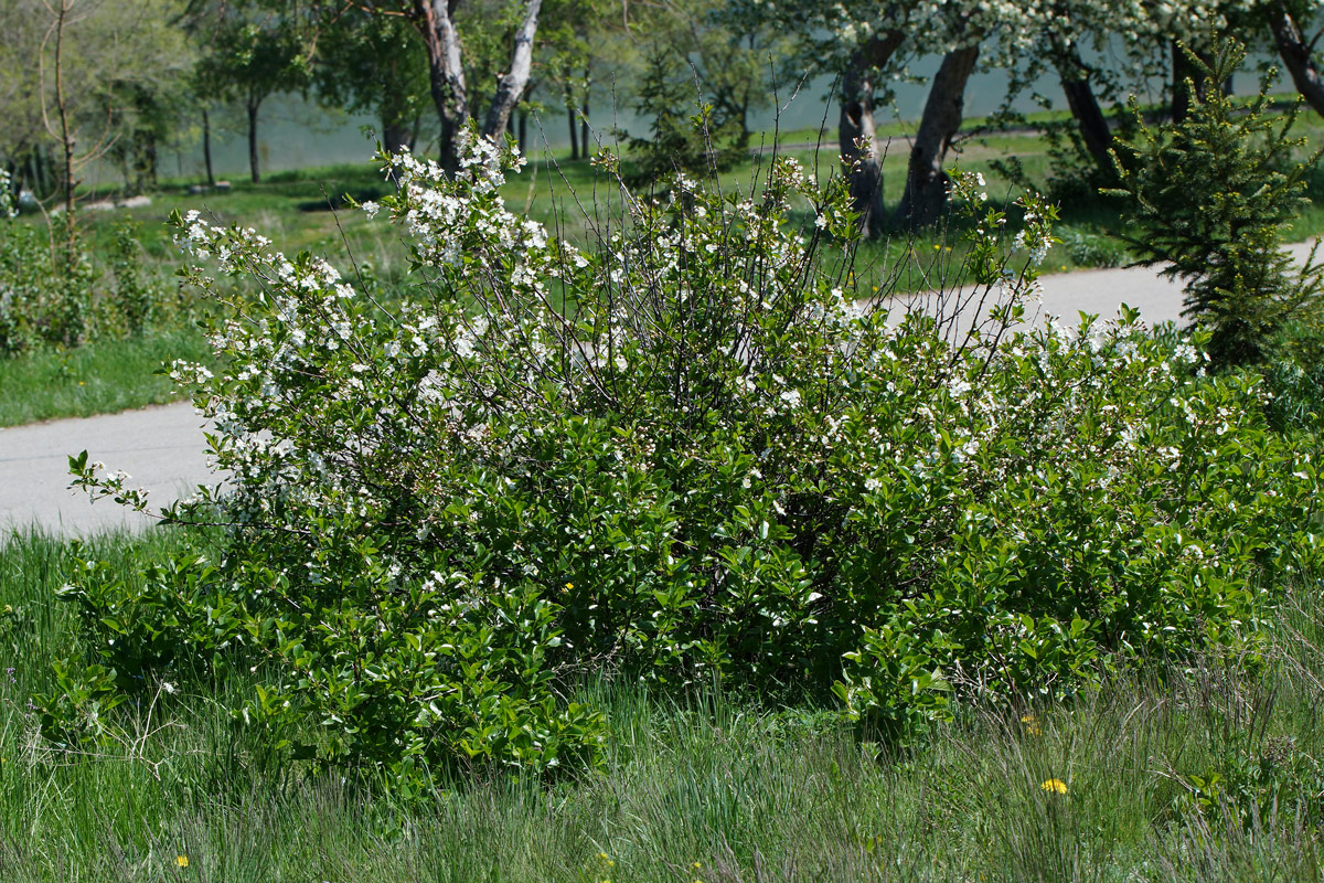 Image of Cerasus fruticosa specimen.