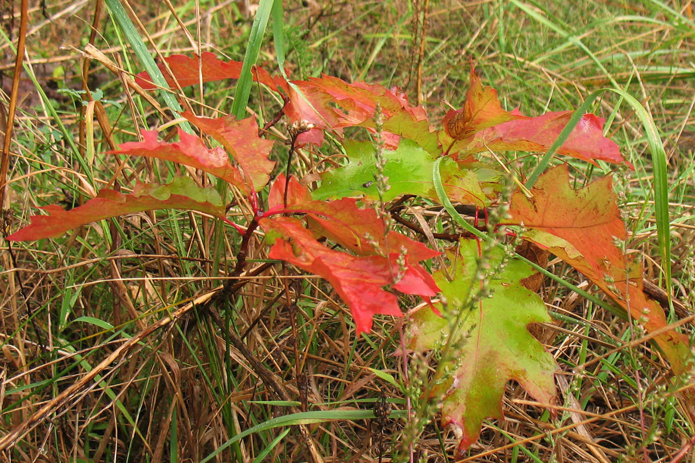 Изображение особи Quercus rubra.