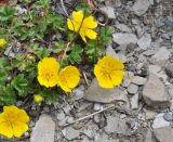 Potentilla gelida