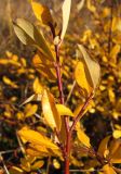 Salix saxatilis. Верхушка веточки с листьями в осенней окраске. Магаданская обл., г. Магадан, мкр-н Снежная Долина, на просеке склона сопки над долиной р. Дукча. 23.09.2018.
