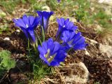 Gentiana grandiflora