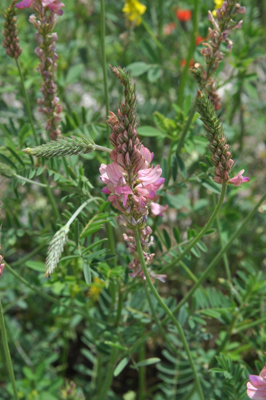 Image of genus Onobrychis specimen.