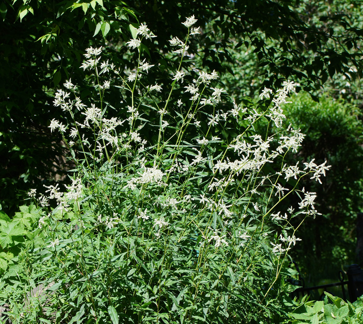 Изображение особи Aconogonon alpinum.