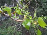 Populus balsamifera