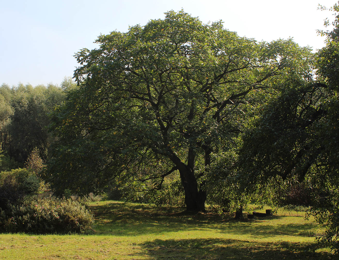 Image of Juglans mandshurica specimen.