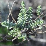 Image of taxon representative. Author is Роланд Цандекидис