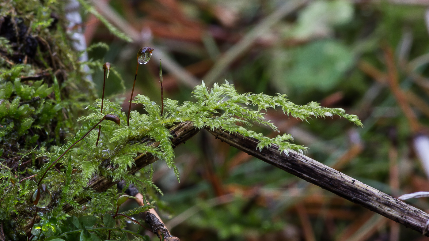 Изображение особи род Brachythecium.