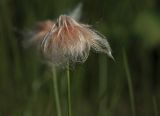 Eriophorum russeolum