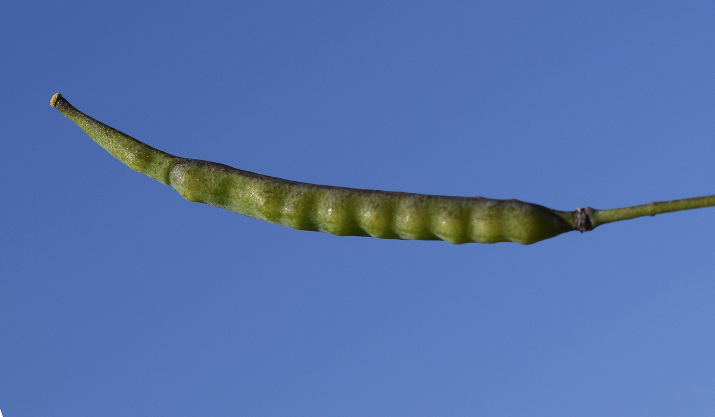 Изображение особи Brassica fruticulosa.