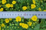 Potentilla chrysantha