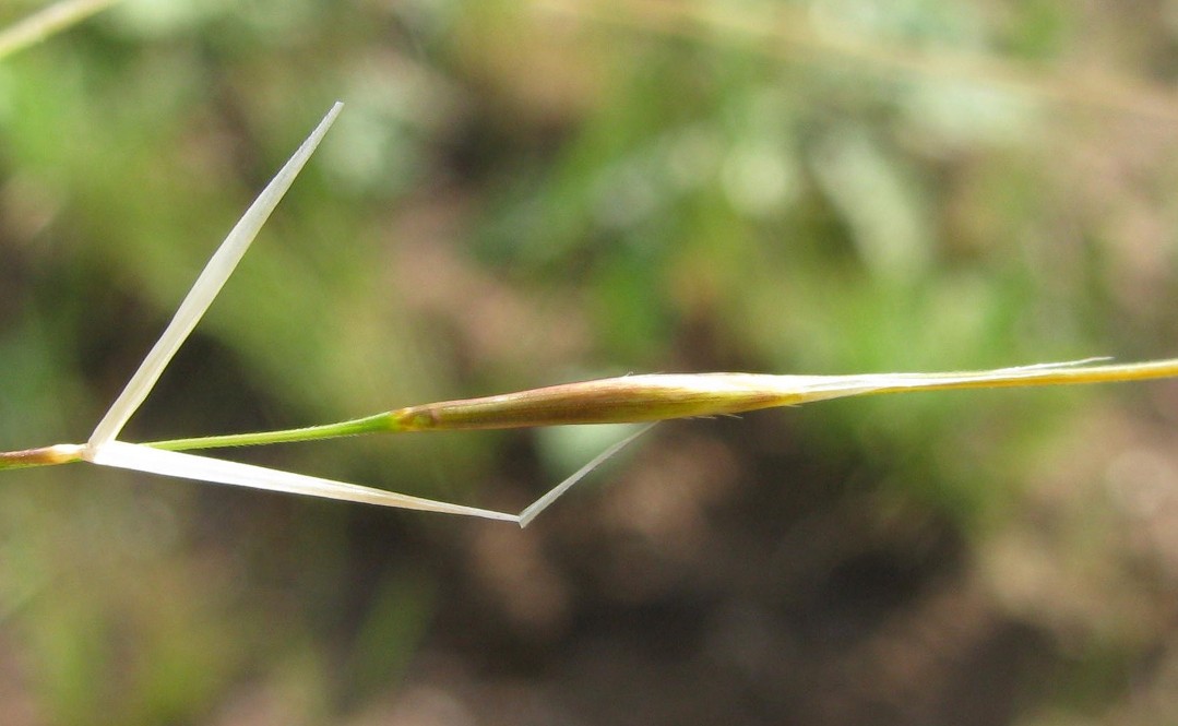 Image of Stipa korshinskyi specimen.