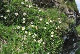 Dryas octopetala