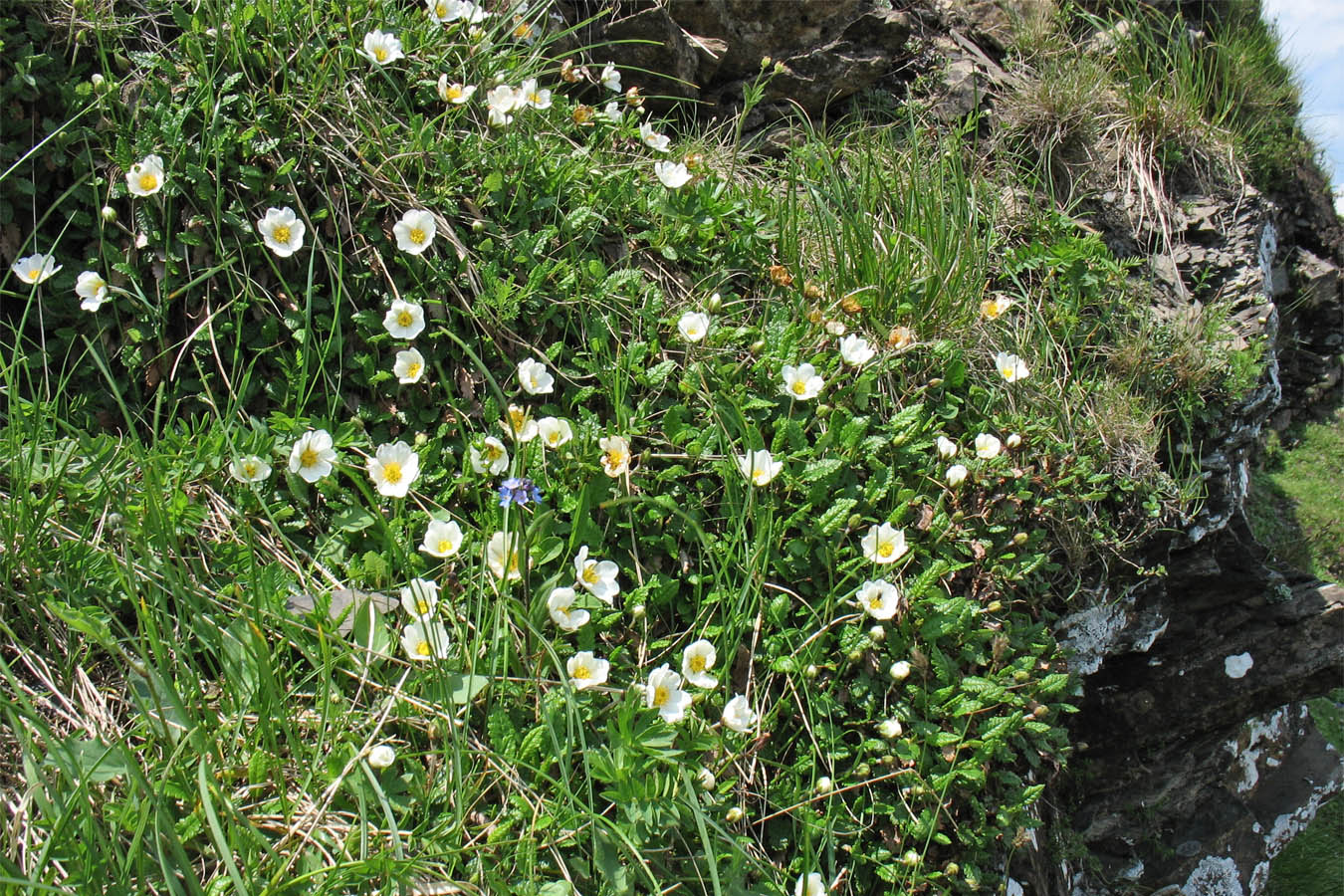 Изображение особи Dryas octopetala.