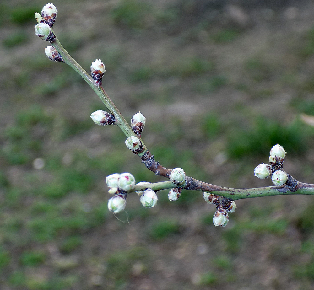 Image of Amygdalus communis specimen.