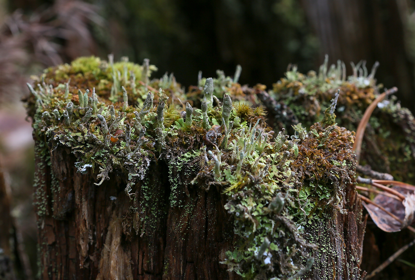 Изображение особи род Cladonia.