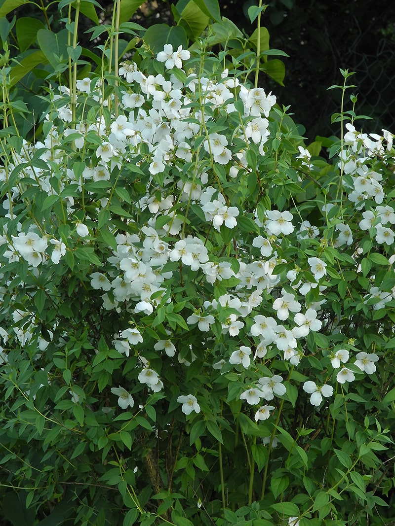 Image of Philadelphus &times; lemoinei specimen.