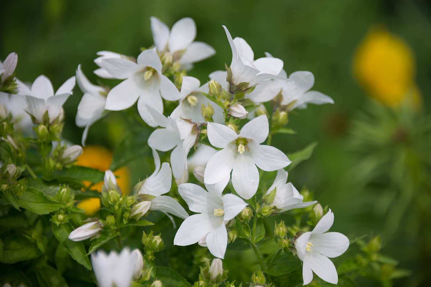 Image of Gadellia lactiflora specimen.